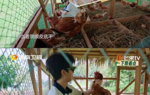 王俊凯在节目中发现了什么鸡群霸凌现象？|中餐厅第十季|小鸡|养殖|沉默|强势