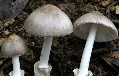 雨后进山采菌当心！这种灰褐色毒蘑菇极易误认致人肾衰