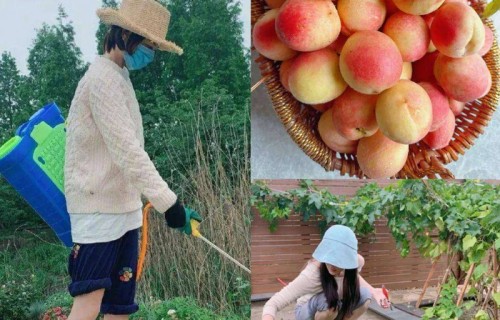 张馨予菜园九宫格曝光，粉丝惊呼：这哪是明星，分明是邻家大姐！