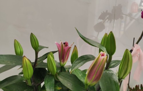 《慢慢喜欢你》这首歌，李荣浩和杨丞琳本人有过哪些公开互动？